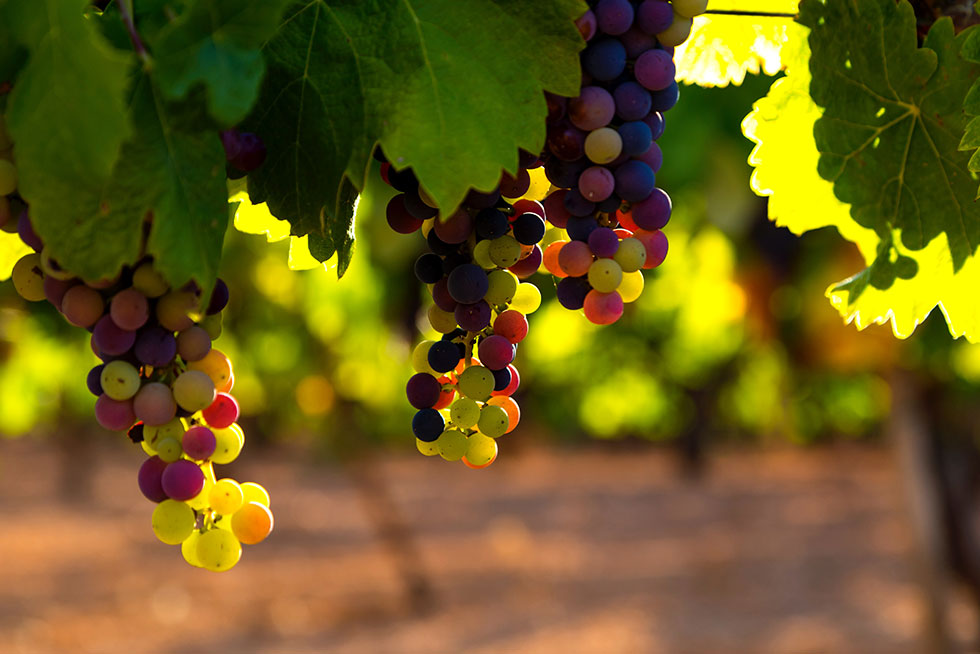 Un cadeau indispensable un séjour oenologique entre ville et vignoble