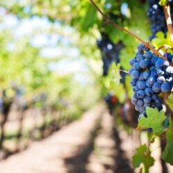 vignobles vignobles